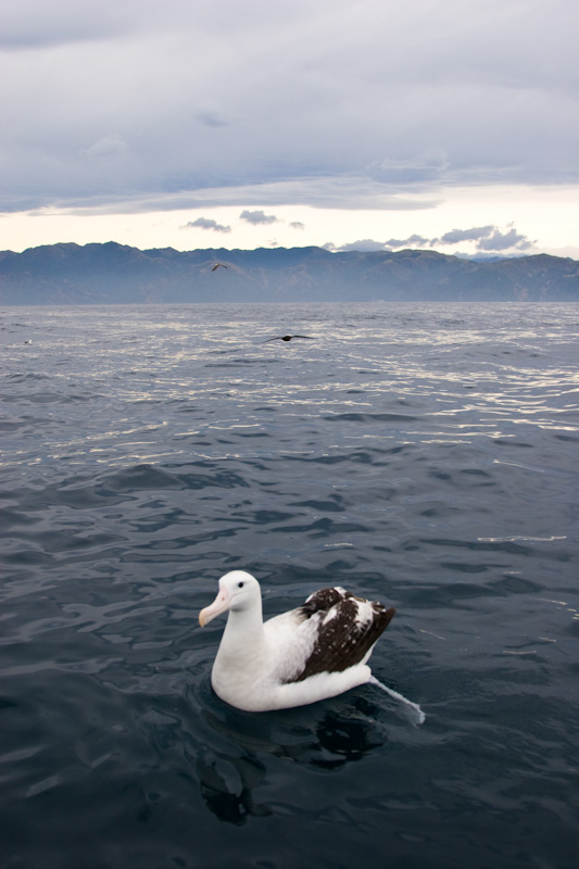 Wandering Albatross